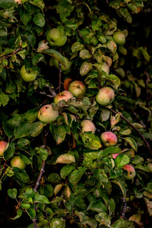 Free Vibrant apple tree branches filled with ripe apples against a dark leafy background. Stock Photo