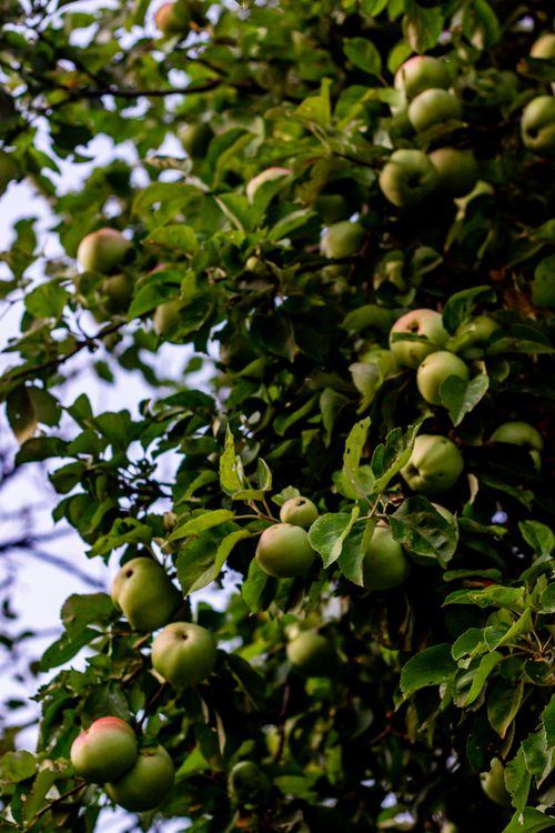 Free Close-up of a lush apple tree with green apples on the branches in natural light. Stock Photo