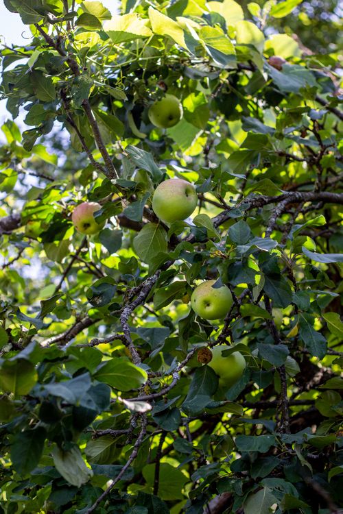 Free Fresh green apples hanging on a tree in natural light, showcasing summer's vibrant growth. Stock Photo