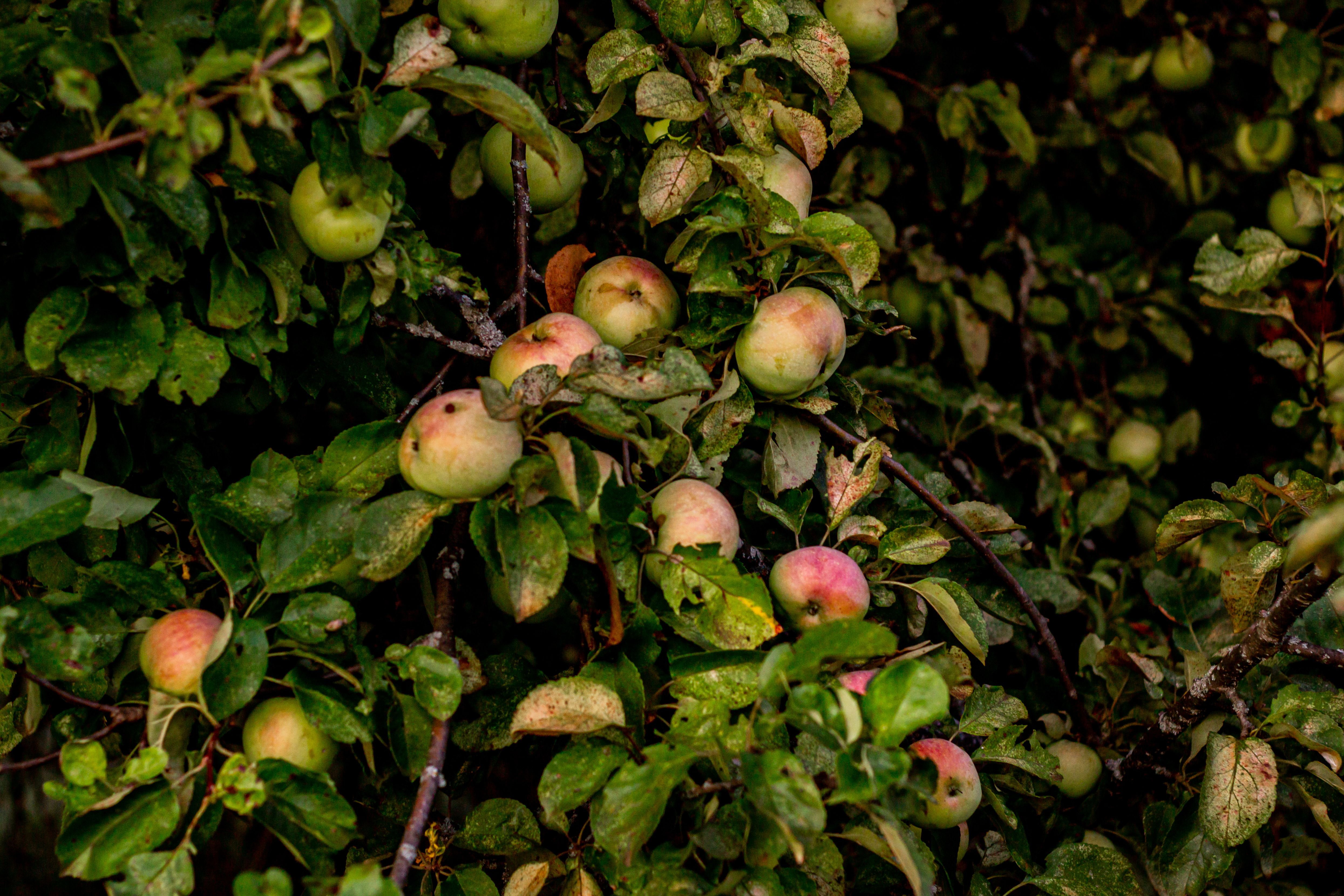 Beautiful ripe apples on a lush green apple tree, capturing the essence of harvest season.