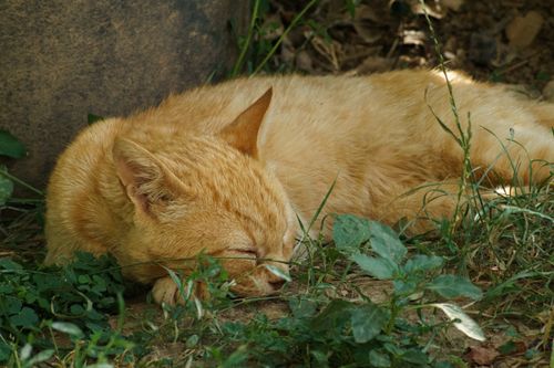 Free A peaceful ginger cat sleeps in a lush garden in Ohrid, North Macedonia. Stock Photo