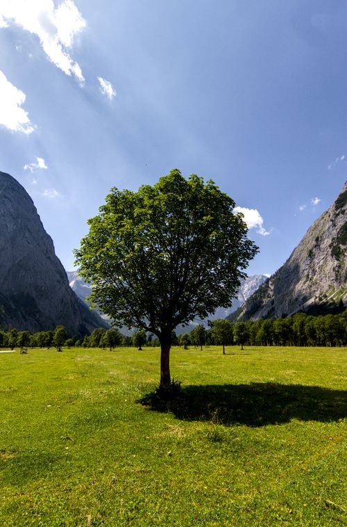 Free A solitary tree stands tall in a lush Tyrol valley, framed by majestic mountains under a clear blue sky. Stock Photo
