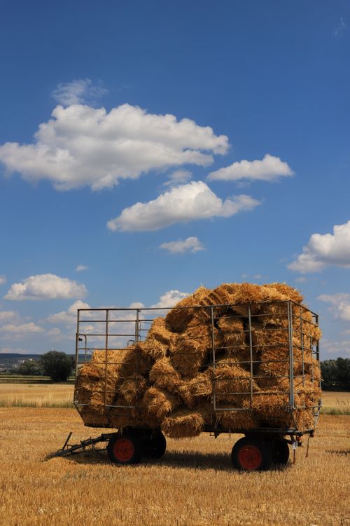 Free A scenic view of a wagon loaded with hay bales under a blue sky during summer. Stock Photo