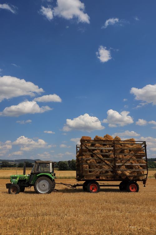 Free A green tractor towing a cart filled with hay bales in a vast wheat field under a bright summer sky. Stock Photo