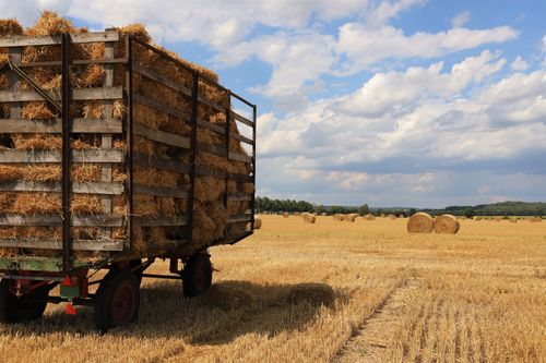 Free A sunlit rural field with hay bales and an old wooden wagon during harvest season. Stock Photo