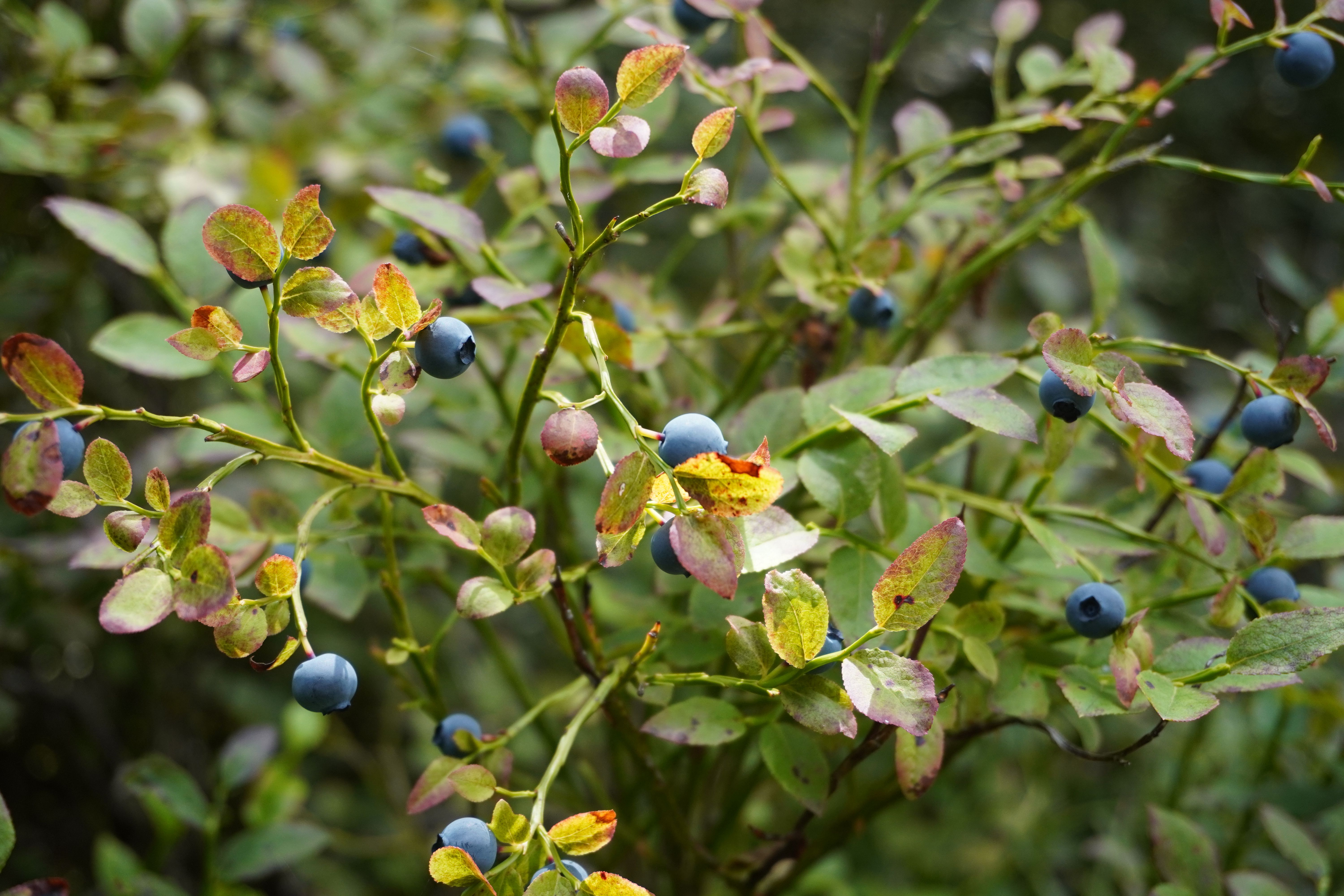Fruit, edible; cranberries, bilberries and other fruits of the genus vaccinium, fresh