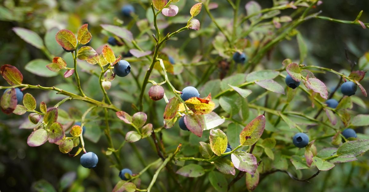Fresh blueberries on a sunlit bush showcasing vibrant leaves and ripe fruit in a natural setting. - Evidence evidence guide for bilberry visual fatigue meta-analysis