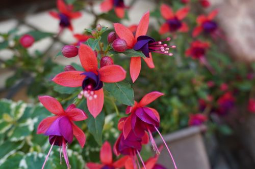 Free Detailed shot of blooming fuchsia flowers with vibrant red and purple petals outdoors. Stock Photo