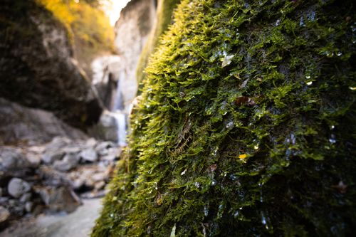 Free Detailed close-up of vibrant green moss on a rocky surface in a natural outdoor setting. Stock Photo