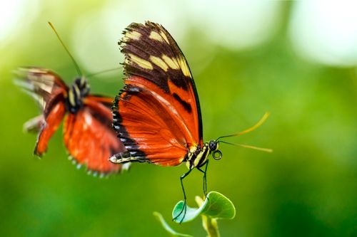 Free Two stunning red butterflies perched gracefully on fresh green leaves. Stock Photo