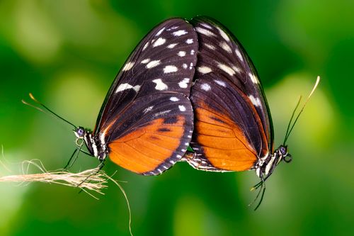 Free Close-up of two orange and black butterflies mating on a twig against a green background. Stock Photo