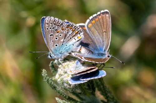 Free Close-up image of two mating Common Blue butterflies on a plant. Stock Photo