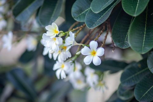 Free Close-up of vibrant white and yellow plumeria flowers surrounded by lush green foliage. Stock Photo