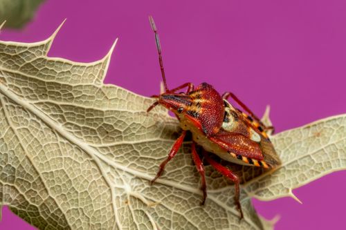 Free Close-up macro shot of a colorful shield bug on a textured leaf with purple background. Stock Photo