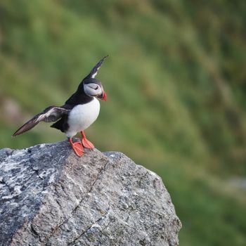 Atlantic puffin with wings spread on a rocky cliff in Runde, Norway. Captivating bird in its natural habitat.