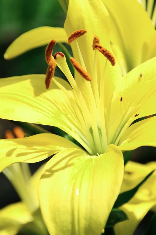 Free stock photo of blossom, botanical, close up Stock Photo