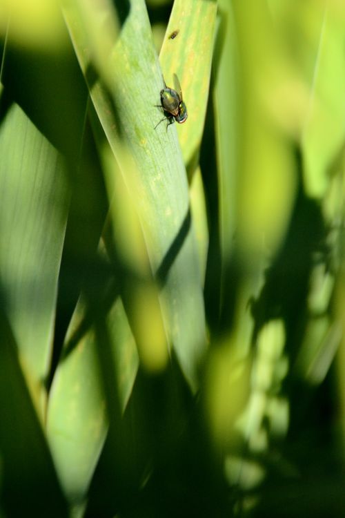 Free stock photo of botanical, bug, close up Stock Photo