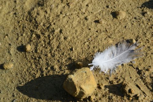 Free stock photo of bird feather, close up, delicate Stock Photo