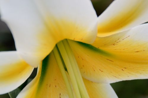 Free A close-up view of a white lily flower with a vibrant yellow center, showcasing its delicate petals. Stock Photo