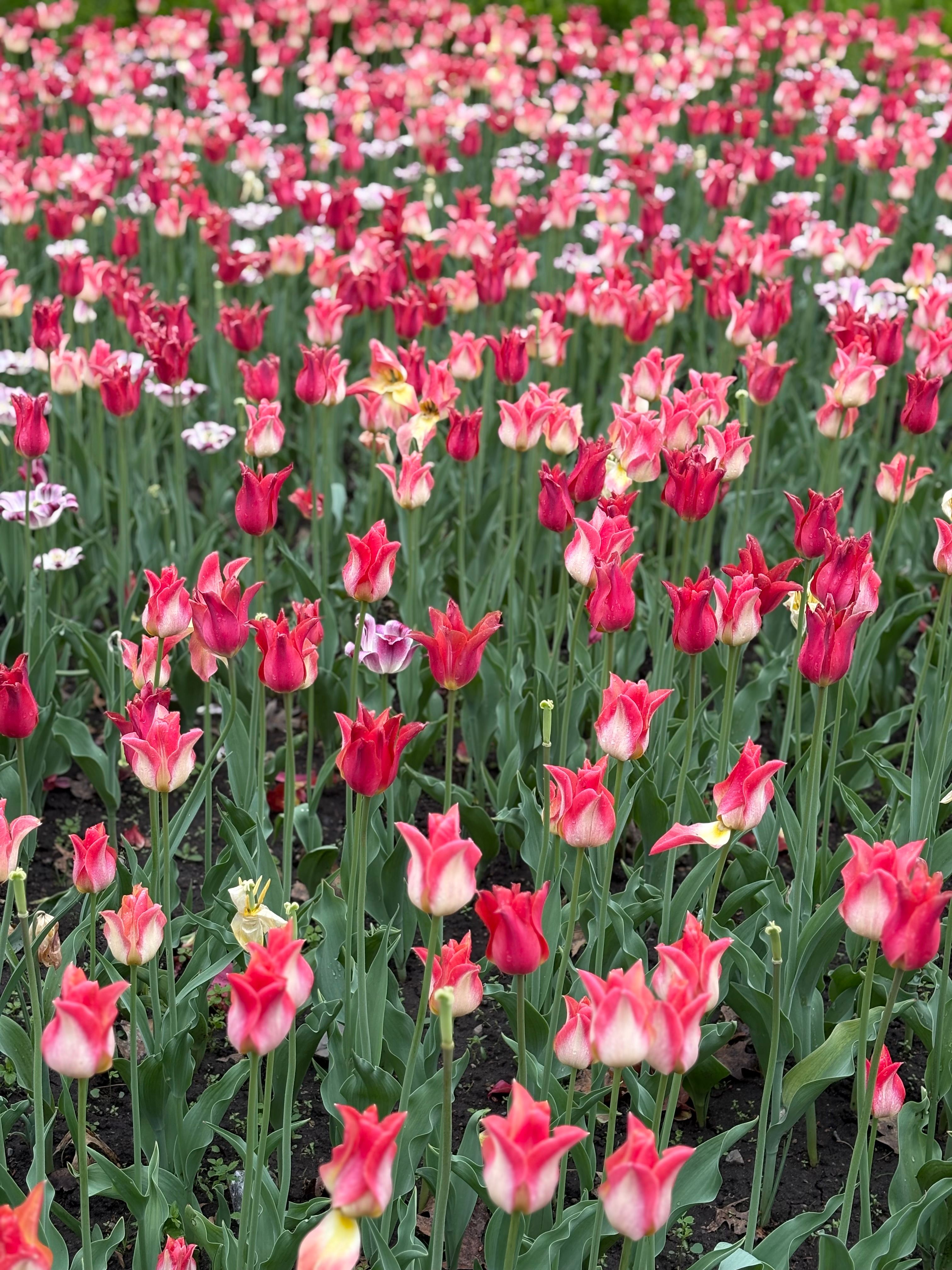 [ColoSach]-vibrant-pink-and-red-tulips-in-full-bloom-in-ottawa,-showcasing-a-colorful-spring-scene.