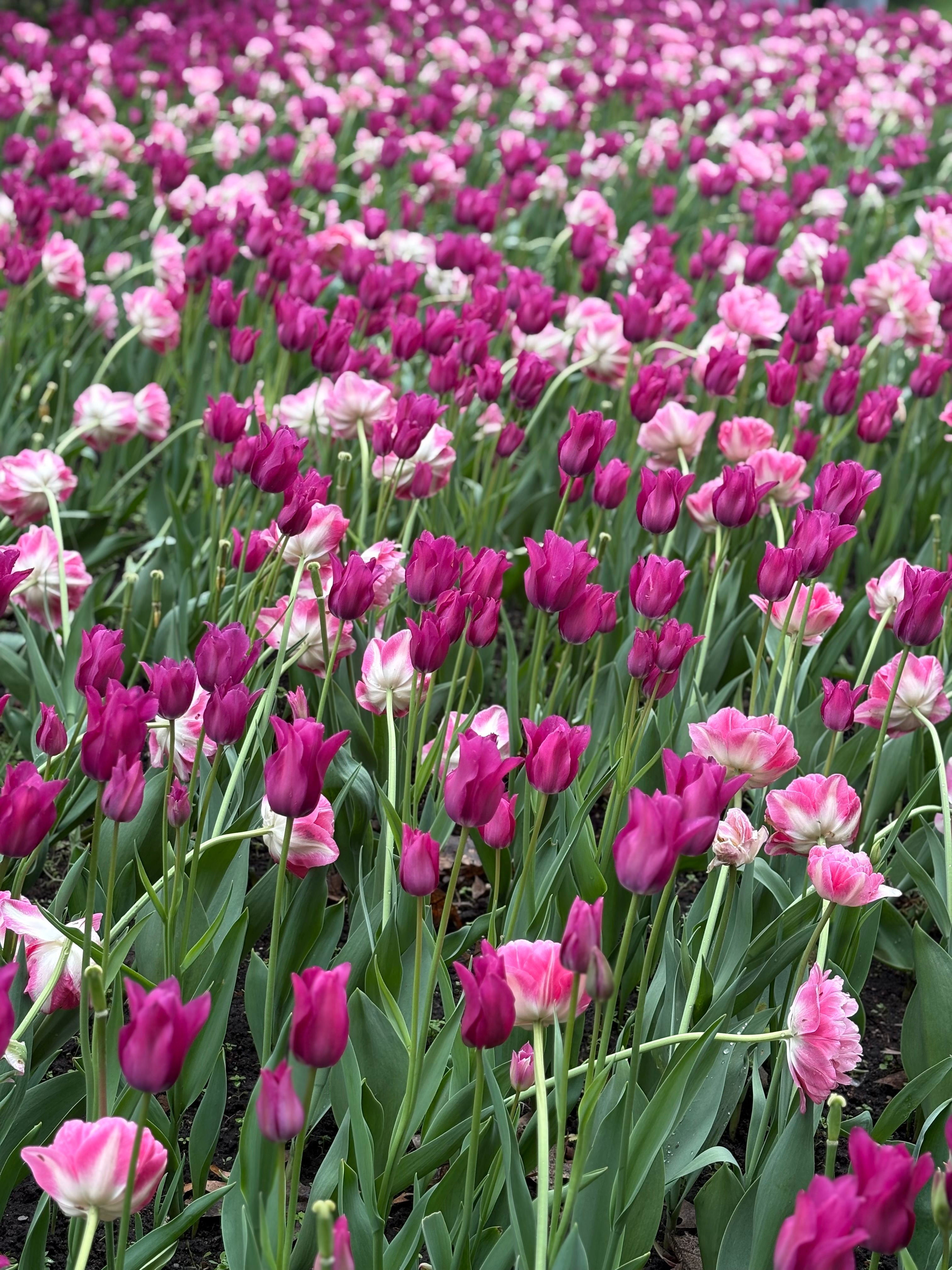 [ColoSach]-a-stunning-display-of-purple-and-pink-tulips-blooming-vibrantly-in-ottawa's-spring-gardens.