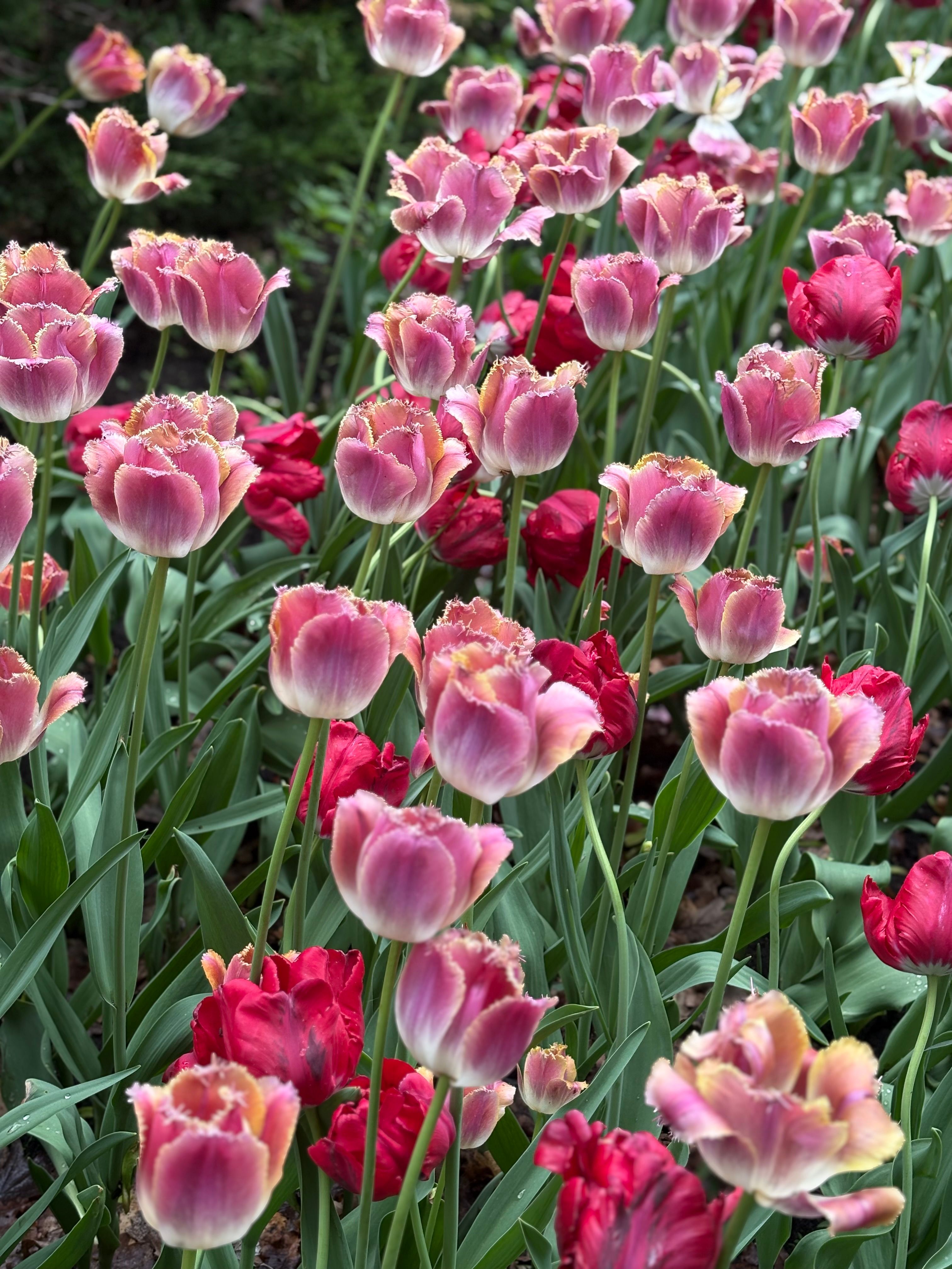 [ColoSach]-a-stunning-display-of-pink-and-red-tulips-in-full-bloom-captured-outdoors-in-ottawa,-canada.