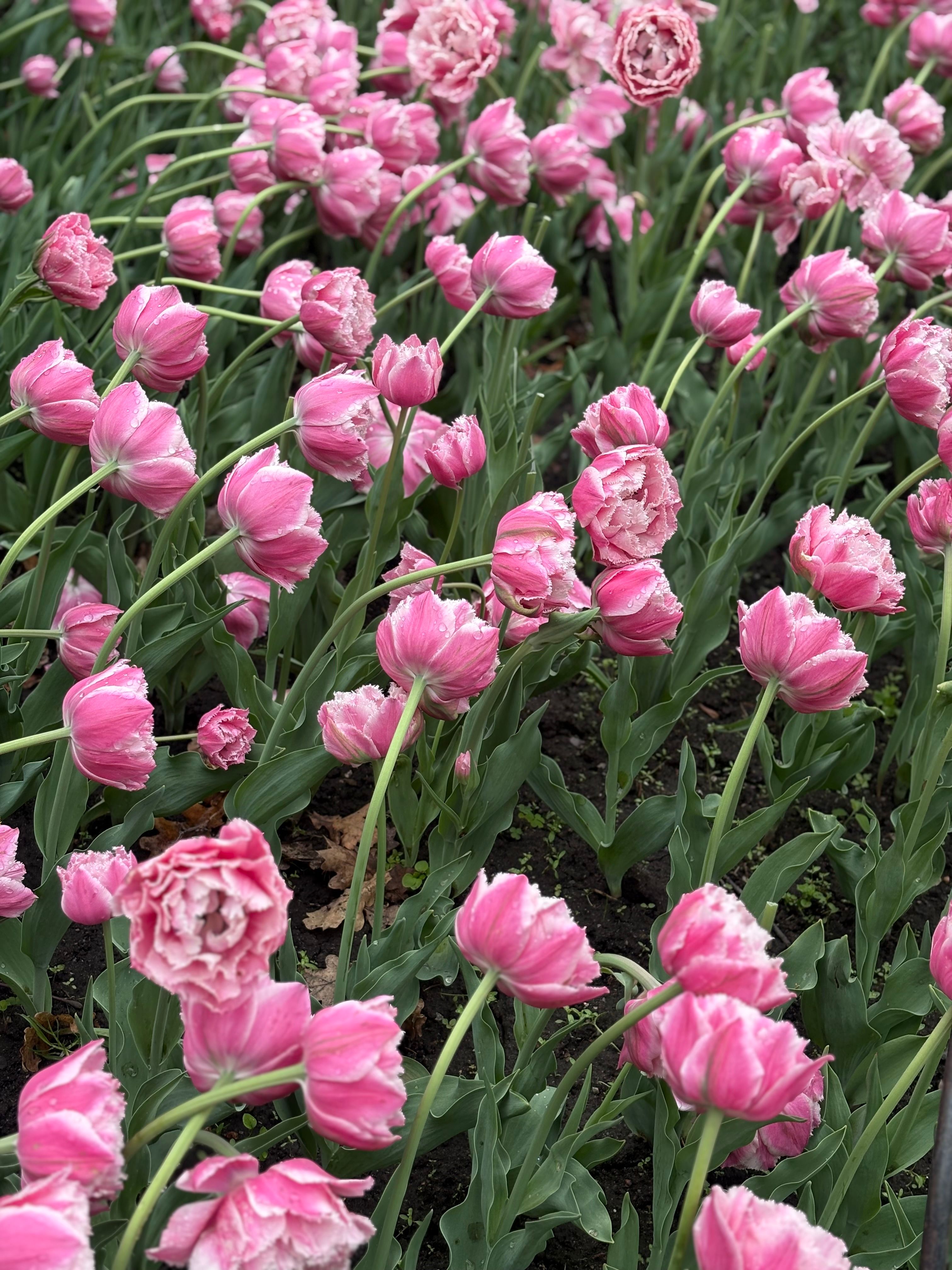 [ColoSach]-a-field-of-vibrant-pink-tulips-blooming-outdoors-in-ottawa,-canada-during-spring.