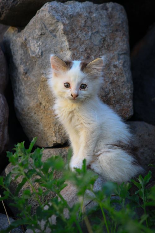 Free Adorable fluffy kitten sitting among rocks, surrounded by greenery in natural light. Stock Photo