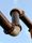 pipe