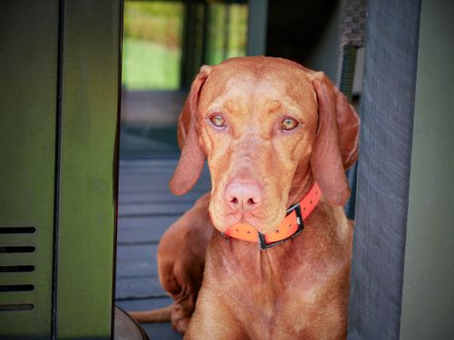 Free Close-up of a Vizsla dog wearing an orange collar, gazing intently from a porch area. Stock Photo
