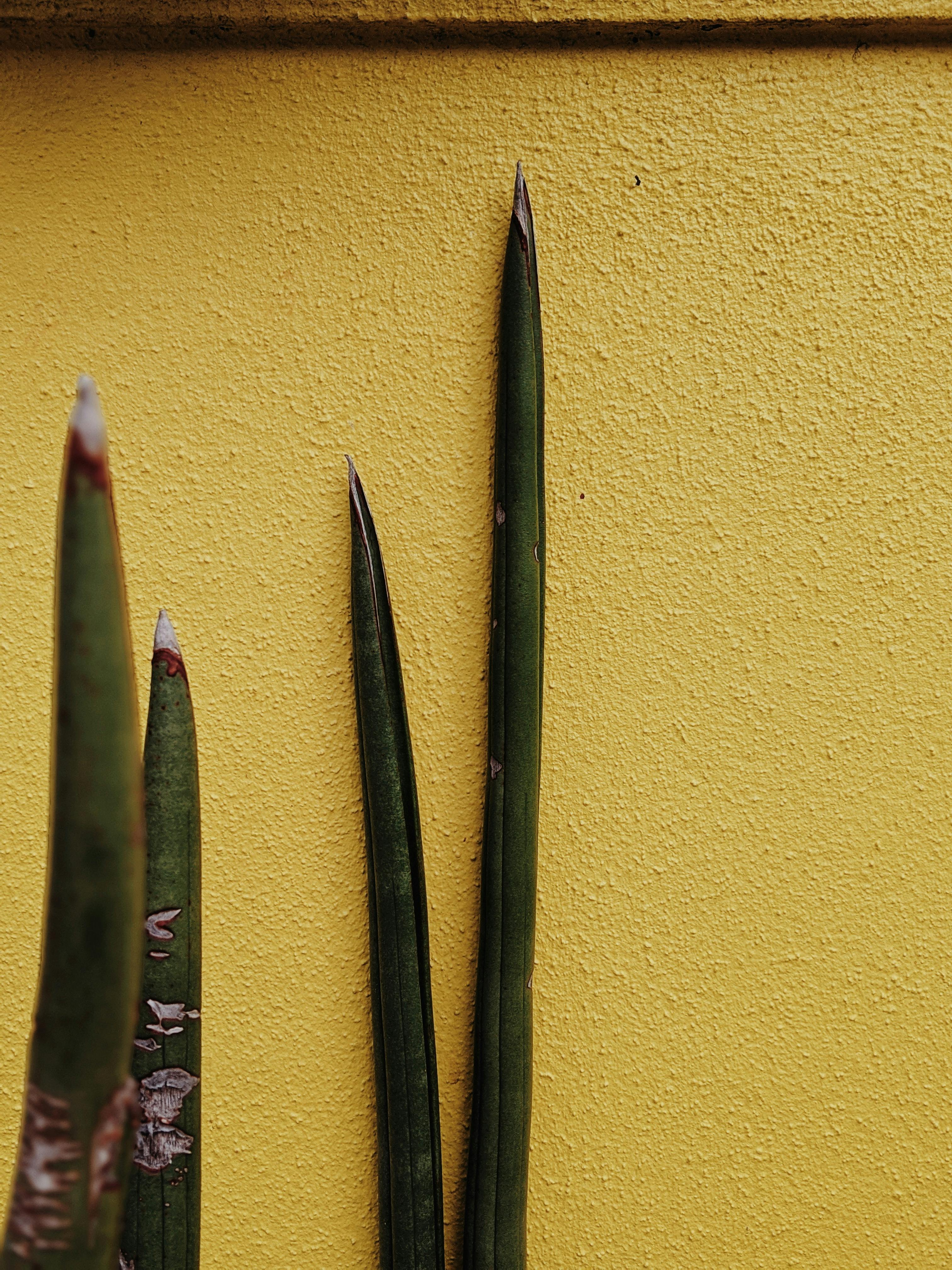 Sharp green stems contrast with a bold yellow wall, creating a striking botanical scene.