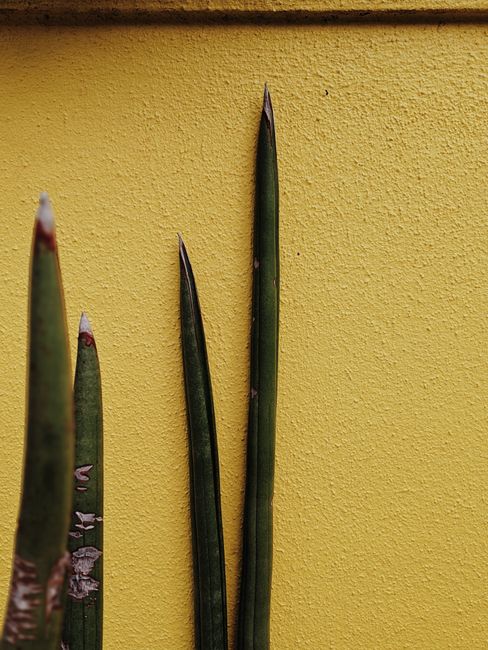 Sharp green stems contrast with a bold yellow wall, creating a striking botanical scene.