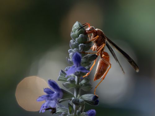 Free Close-up of a paper wasp perched on a vibrant lavender blossom in soft natural light. Stock Photo