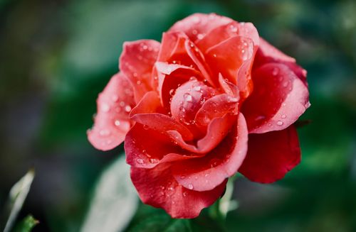 Free A close-up of a vibrant pink rose adorned with fresh dew drops, captured in a green garden. Stock Photo