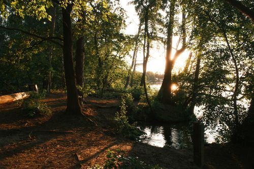 Free A tranquil forest scene in Berlin with sun setting through the trees, casting warm light over the path. Stock Photo