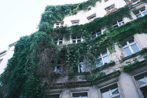 Free A historic building facade in Berlin, Germany adorned with dense green ivy. Urban nature blend. Stock Photo