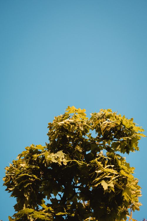 Free Vibrant green maple tree foliage under a clear blue sky conveying a sense of serenity and nature. Stock Photo