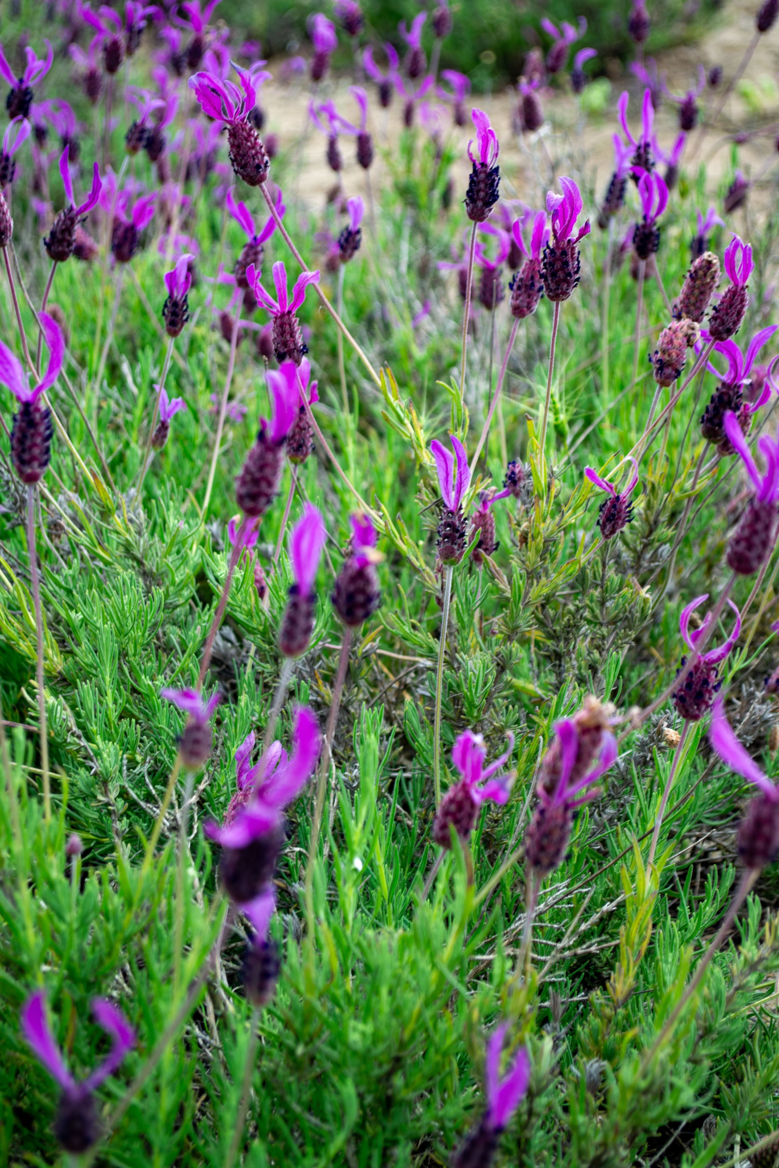 [ColoSach]-lush-field-of-vibrant-purple-lavender-in-full-bloom,-ideal-for-nature-and-floral-imagery.