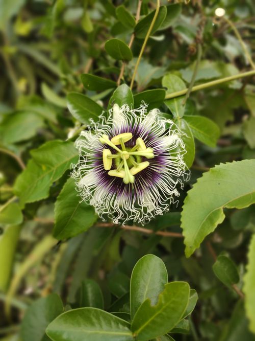 Free Vibrant passionflower surrounded by lush green leaves, showcasing intricate details. Stock Photo