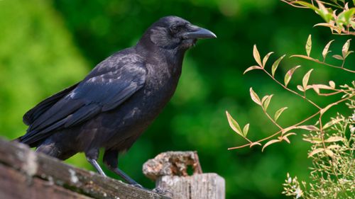 Free A detailed image of an American crow perched on a wooden post surrounded by lush greenery in Lacey, Washington. Stock Photo