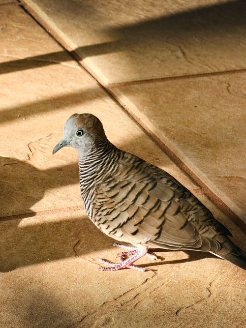 Free Close-up of a Zebra Dove standing on a sunlit tiled floor, casting a shadow. Stock Photo