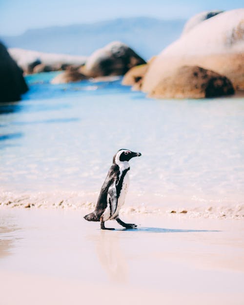 企鵝, 冬季, 冰 的 免費圖庫相片