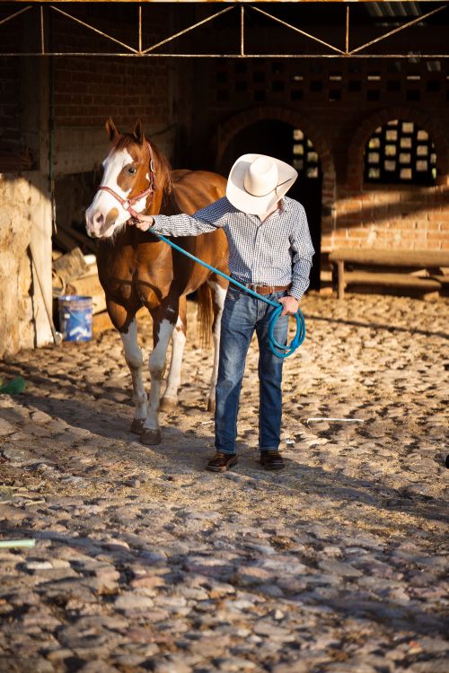 Free A cowboy wearing a hat leading a horse on a leash outdoors, showcasing rural lifestyle. Stock Photo