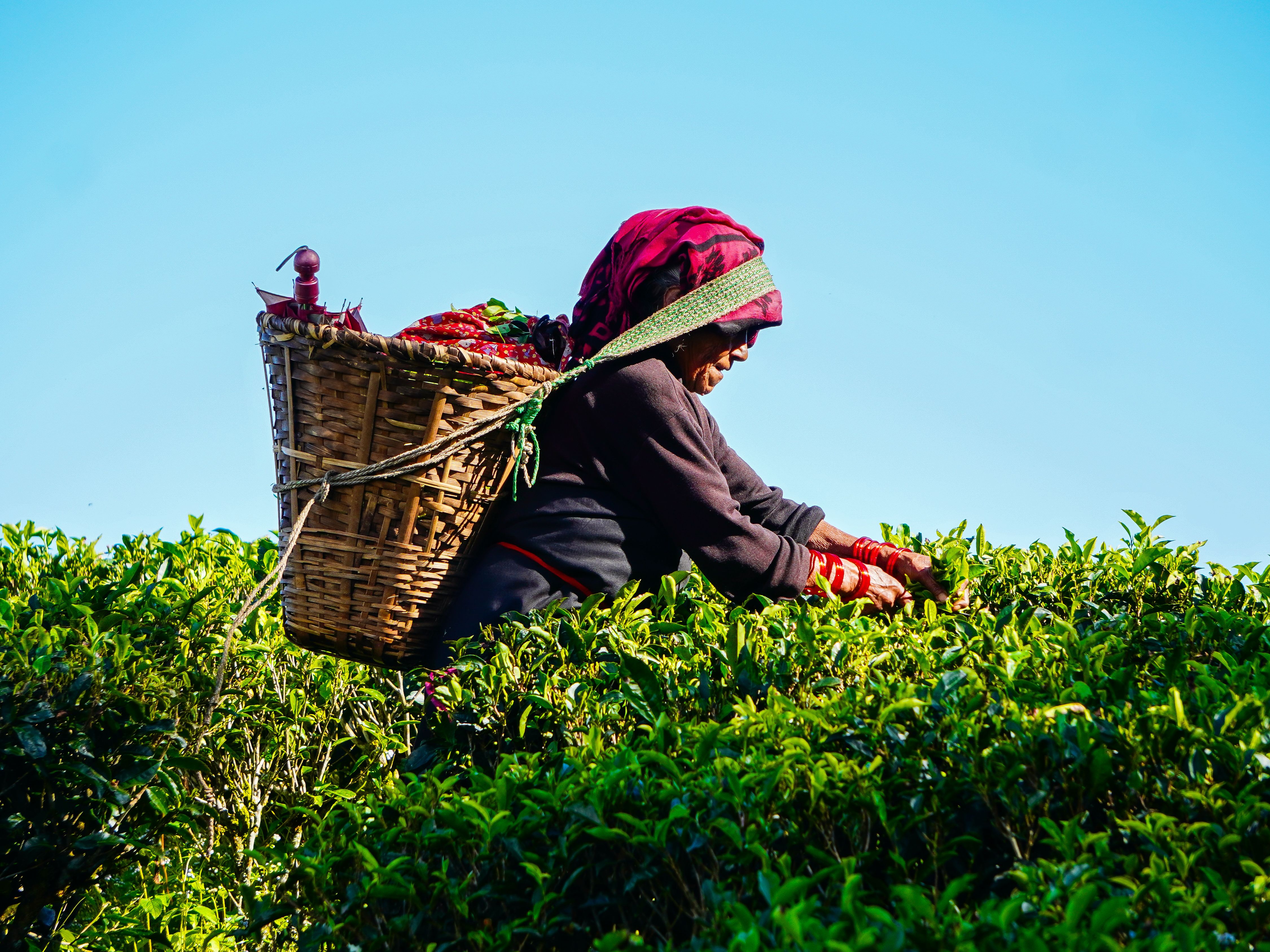 Darjeeling First Flush Tea