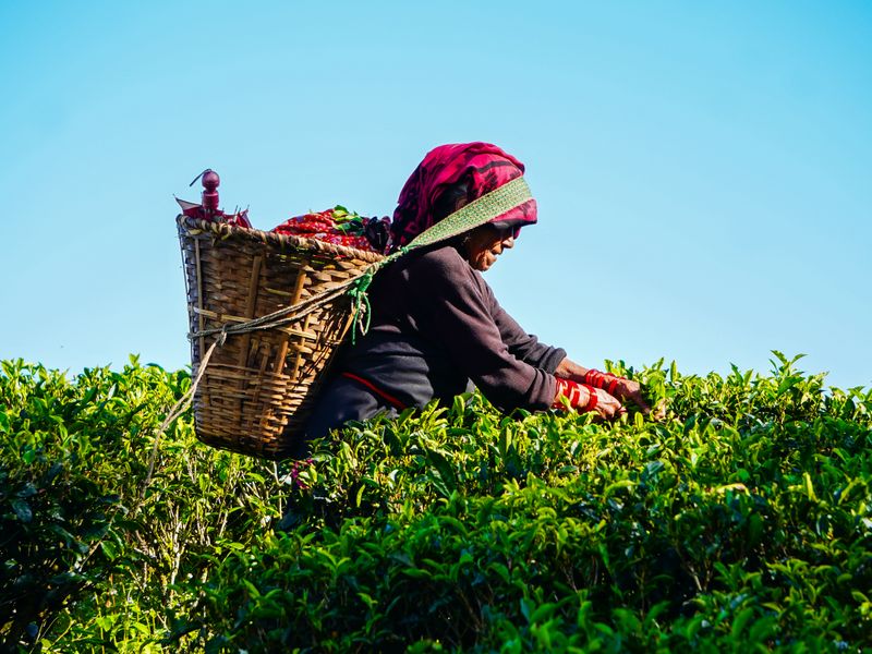 Tea picker harvesting fresh leaves in Darjeeling, India