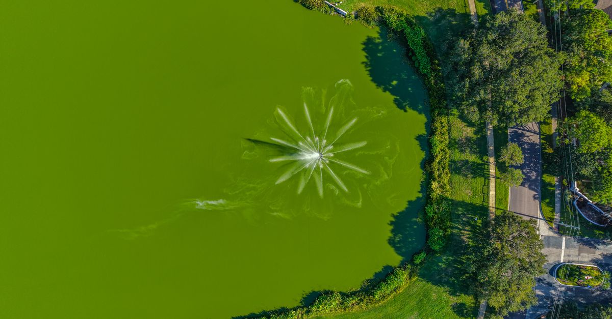 Aerial shot of a fountain creating a pattern in a green-colored lake surrounded by trees.