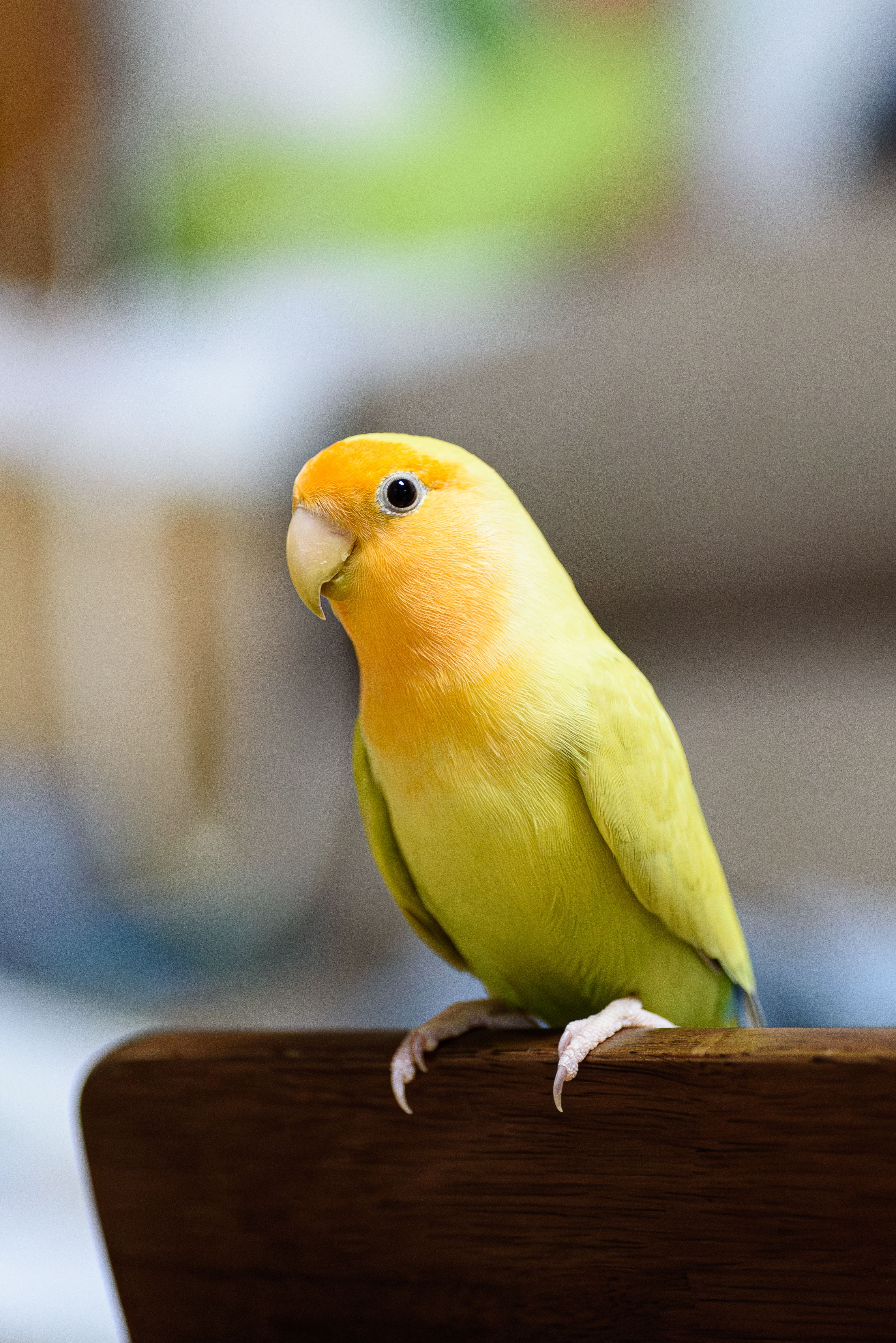 Close-up of a vibrant lovebird perched indoors, showcasing bright green and orange plumage.