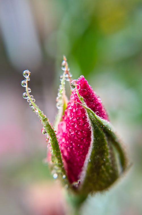 Free Macro photo capturing a vibrant rosebud adorned with fresh morning dew droplets. Stock Photo