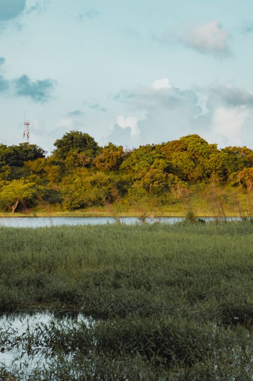 Free Serene view of lush greenery with a calm water body, capturing the tranquility of Natal, Brazil. Stock Photo