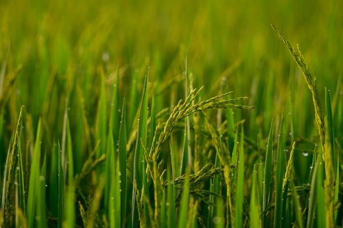 Free A vibrant close-up of a green rice field with dew drops under natural light. Stock Photo
